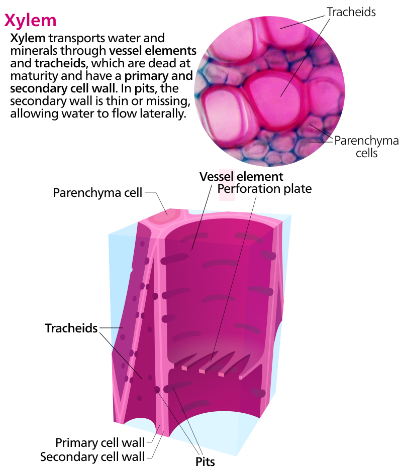 Xylem