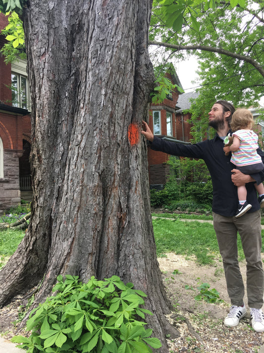 Our Story: Becoming Woodsy